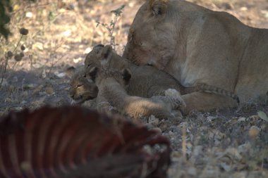 lions in the zoo in the zoo of the city of the north of israel