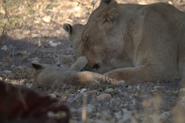 female lion feeding in the desert in namibia