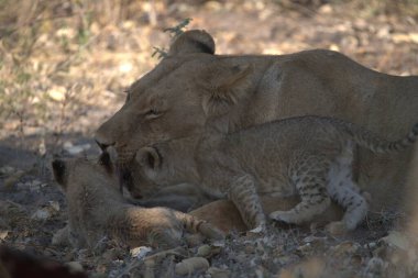 lion cubs in kruger national park in south africa