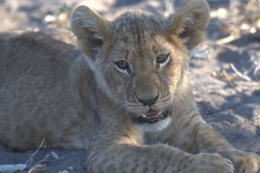 Aslan (panthera leo) - namibya