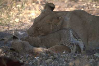 a lion cub and mother playing with her baby in the nest.