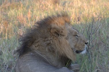 Erkek aslan çimlerin üzerinde yatıyor.