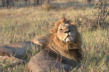 Aslan adam Chobe Ulusal Parkı 'nda güneşin altında dinleniyor Chobe, Chobotswana, Afrika