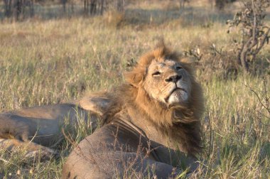Erkek aslan, Kruger National Park, Güney Afrika