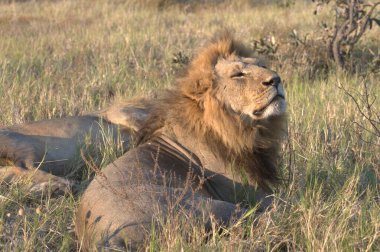 Afrika, Savannah 'da erkek aslan