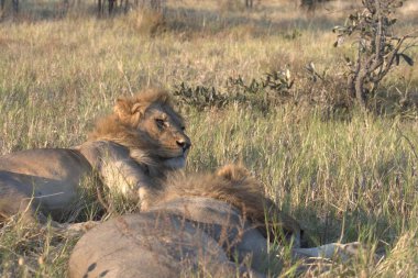 Güney Afrika 'daki Kruger Park' taki aslanlar..