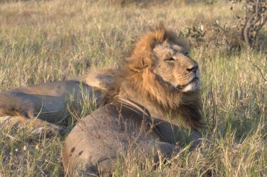 Savannah erkek aslan