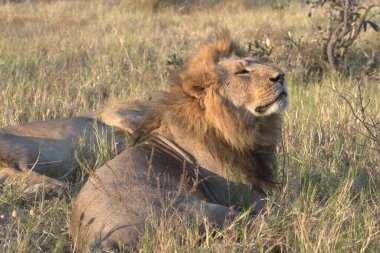 Kenya savanındaki aslan