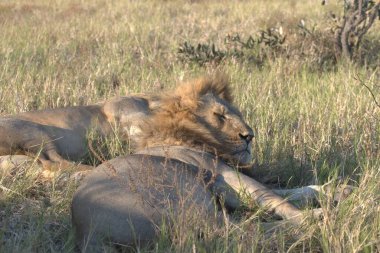 Zimbabwe savanındaki aslan.