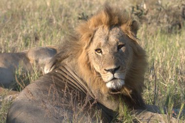 Kenya savanındaki aslan