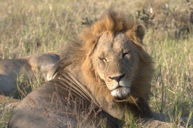 Doğadaki aslan erkek hayvan, fauna