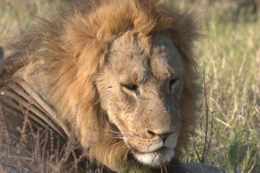 Kenya savanındaki aslan