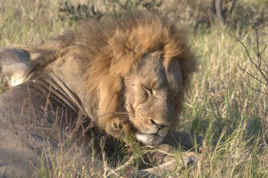 Kenya savanındaki aslan