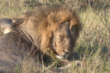 Afrika savanındaki aslan, Kenya