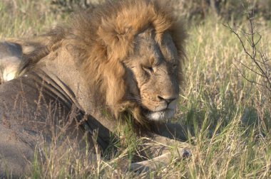 Afrika, Kenya savanındaki aslan.