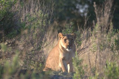 Güney Afrika, Savannah 'da bir aslan