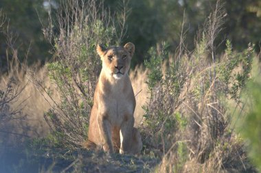 Vahşi doğada dişi bir aslan