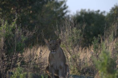 Aslan savanada yürüyor