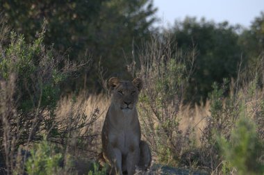 Güney Afrika 'daki bozkırda uzun kahverengi kuyruklu dişi bir aslan.