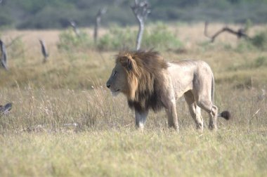 Kenya savanındaki aslan