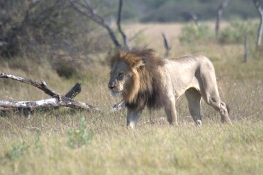 Afrika savanındaki aslan.