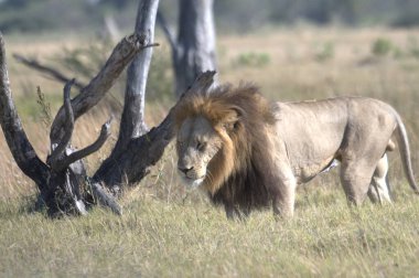 Kenya savanındaki aslan