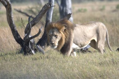Afrika 'nın bozkırındaki aslan