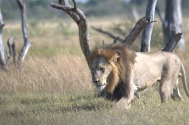 Zimbabwe savanındaki aslan.
