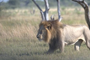 Kenya savanındaki aslan