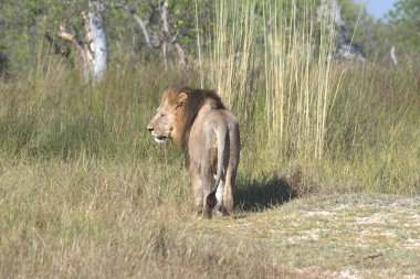 Kenya savanındaki aslan