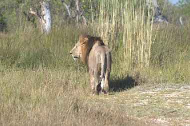 Afrika 'nın bozkırındaki aslan