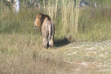 Kenya savanındaki aslan