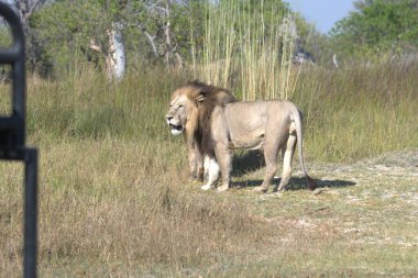 Afrika savanındaki vahşi Afrika aslanı.
