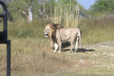 Vahşi hayvanlar, seçici odaklanma
