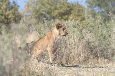 Afrika 'nın bozkırındaki aslan