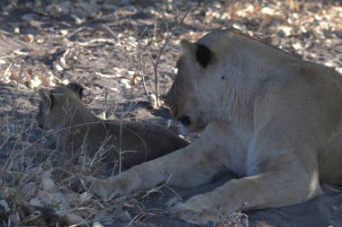 Afrika bozkırında bir aslan