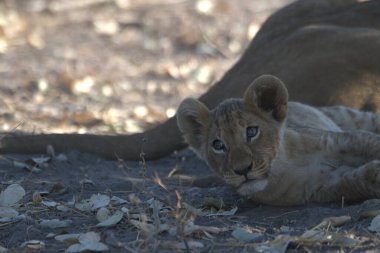 Aslan yavrusu kuru çimenlerde yerde yatıyor..
