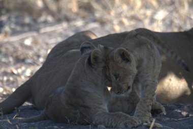 lioness with lion cub, kenya, africa