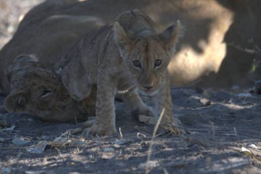 Dişi aslanın yerde yattığı yakın plan.