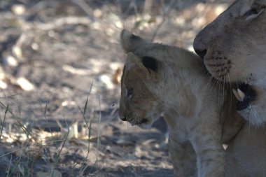 Zimbabwe savanındaki aslan.