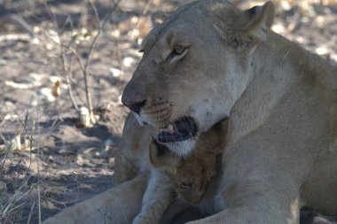 Güney Afrika 'daki Kruger Ulusal Parkı' nda bir aslan var..