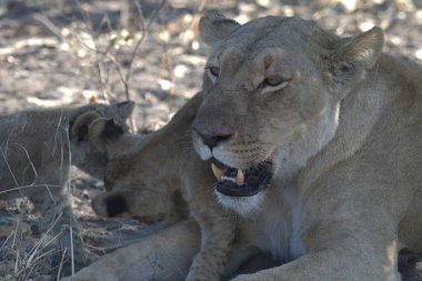 Aslan yavrusuyla birlikte yerde yatan dişi aslan.