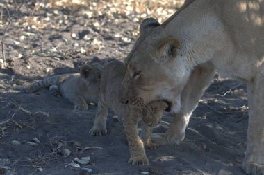 Aslan yavrusu, Güney Afrika 'daki Kruger Ulusal Parkı' nda anne ve bebeğiyle birlikte.