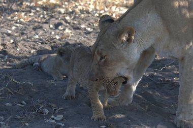 Yavru aslan oynuyor.