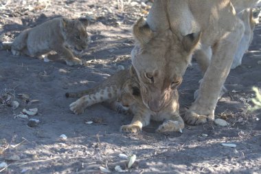 Yavru bir aslan yavrusu