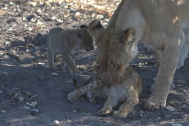 Genç aslanlar Savannah oynuyor