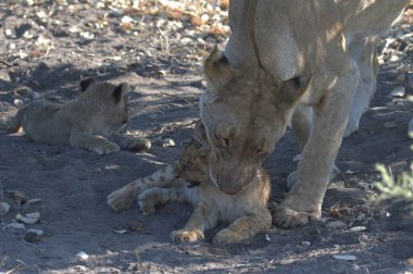 Bir aslan yavrusu yavrusuyla birlikte Afrika 'nın bozkırında