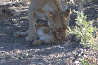 Çim döşeme aslan yavrusu