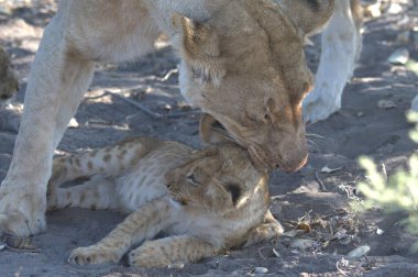 Çölde anne ve aslan yavrusu