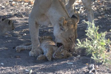 Anne ve yavrusu hayvanat bahçesinde yavrusuyla oynuyorlar. yüksek kaliteli fotoğraf